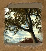 foliage4